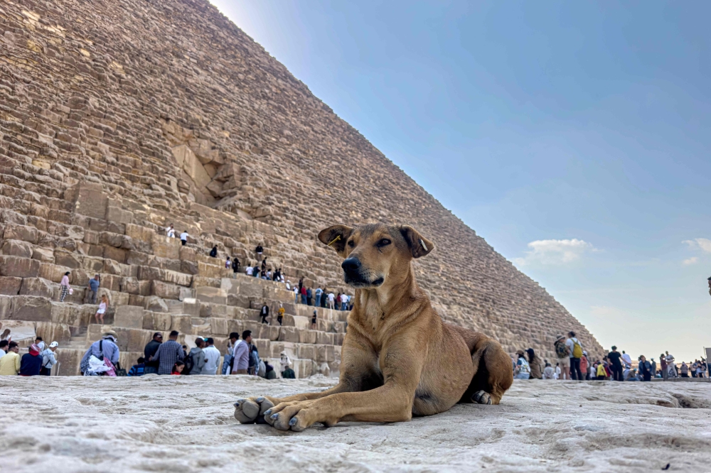 traveling-to-egypt-with-a-dog